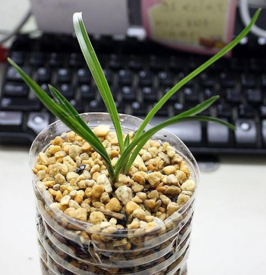 栽蘭花