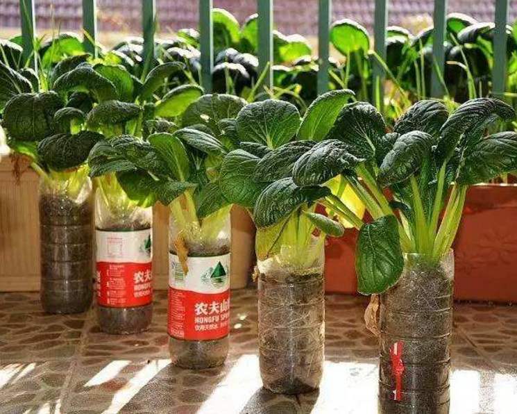 疫情期間塑料瓶沒(méi)人回收,剪剪拿來(lái)養(yǎng)花,效果翻倍